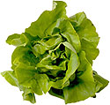 Lettuce