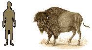 Size of Bison