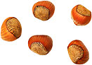 Acorns