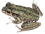 Green and Gold Bell Frog