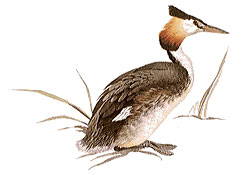 Great Crested Grebe