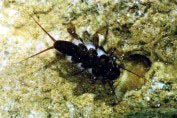 Stonefly Nymph