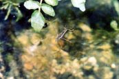 Water Strider