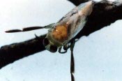 Backswimmer