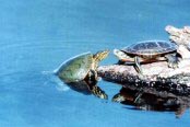 Painted Turtles