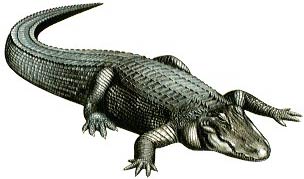 American Alligator