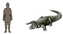 Size of American Alligator