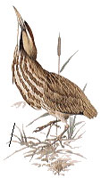 American Bittern