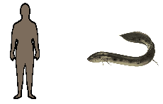 Size of South American Lungfish