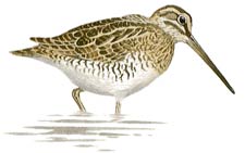 Common Snipe