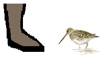 Size of Common Snipe