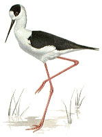 Black-winged Stilt