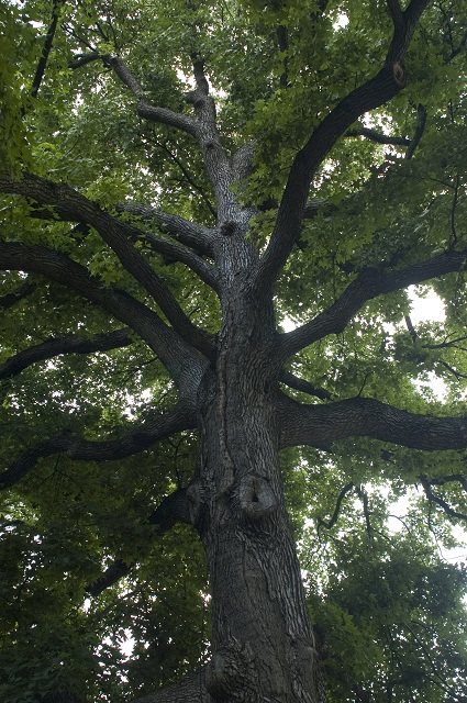 Let's Talk Trees at Shaw Nature Reserve | Missouri Botanical Garden ...