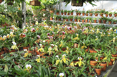 Orchid Greenhouse at Missouri Botanical Garden | Missouri Botanical ...
