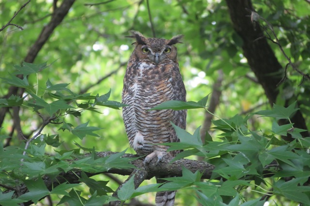 Owls Of Missouri Online At Missouri Botanical Garden Missouri Botanical Garden Shaw Nature