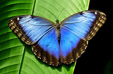 Blue Morpho Photography at Butterfly House | Missouri Botanical Garden ...