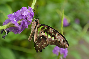 Butterflies and Blooms at the Butterfly House | Missouri Botanical ...