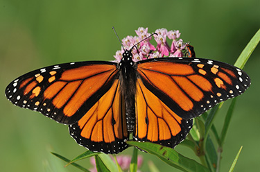 Shutterbug Saturdays at Butterfly House | Missouri Botanical Garden ...