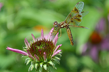 Dragonfly Festival At The Butterfly House | Missouri Botanical Garden ...