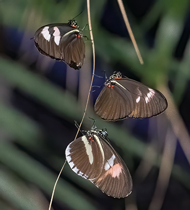 Rainforest Revel at the Butterfly House | Missouri Botanical Garden ...