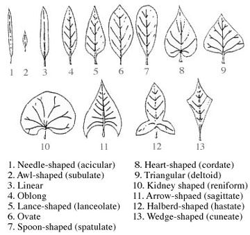 There Are Many Types of Leaves!