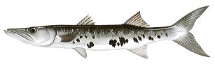 Great Barracuda