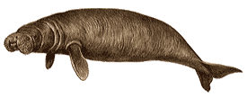 Dugong