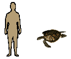 Size of Green Turtle