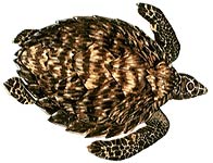 Hawksbill