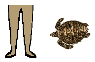 Size of Hawksbill