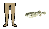 Size of Porcupinefish