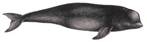 Finless Porpoise