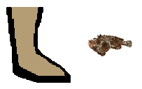 Size of Stonefish