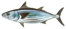 Skipjack Tuna