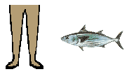 Size of Skipjack Tuna