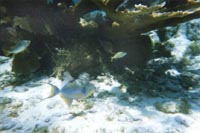 Fish in Reef