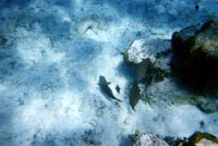 Fish Swimming Along Ocean Floor