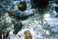 Fish in Reef
