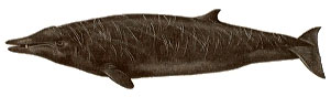 Sowerby's Beaked Whale