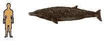 Size of Sowerby's Beaked Whale