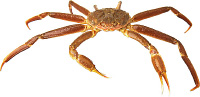 Crab