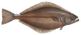 Greenland Halibut