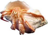 Hermit Crab