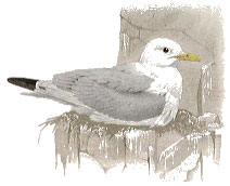 Black-legged Kittiwake