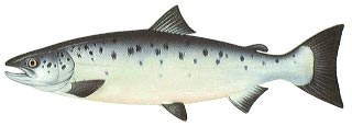 Atlantic Salmon