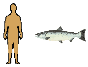 Size of Atlantic Salmon