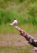 Tern in Salt Marsh