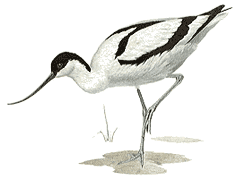 Avocet