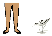 Size of Avocet