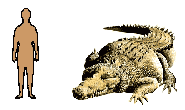 Size of Estruarine Crocodile